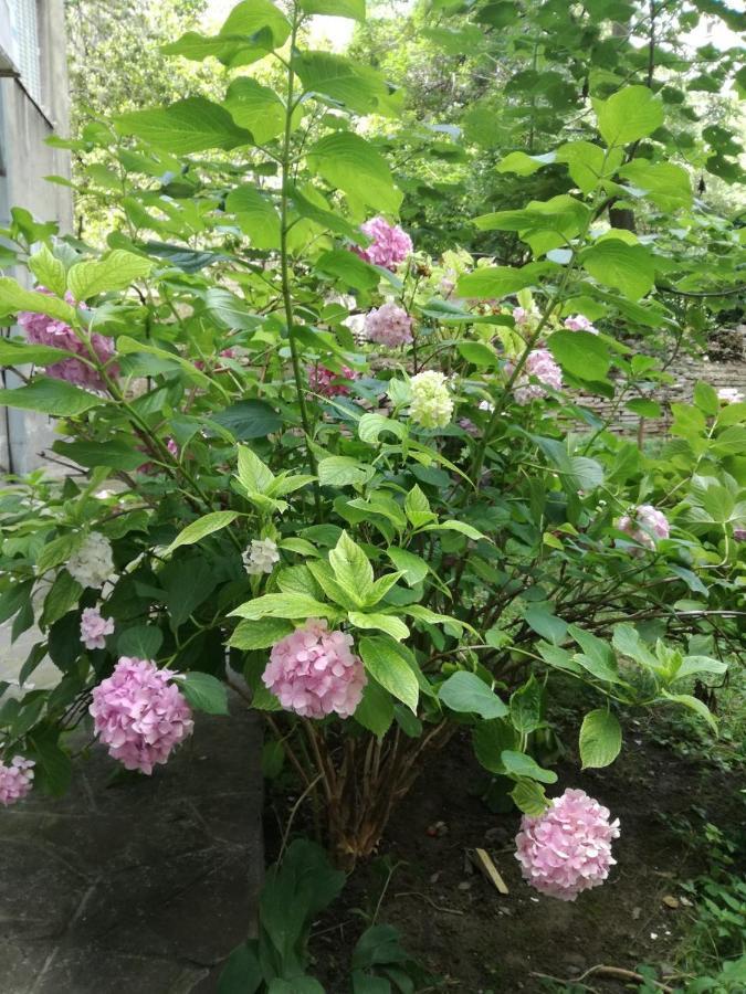 Vracar Krunska Jamiva Appartement Belgrado Buitenkant foto